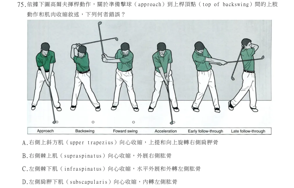 114年第2次物理治療師國考 物理治療基礎學(包括解剖學、生理學、肌動學與生物力學) 第75題原 PDF 題面截圖(含圖像、公式或選項):依據下圖高爾夫揮桿動作,關於準備擊球(approach)到上桿頂點(top of backswing)間的上肢動作和肌肉收縮敘述,下列何者錯誤?